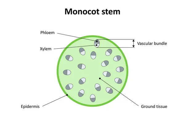 Monocot sapının iç yapısı. Diyagram.