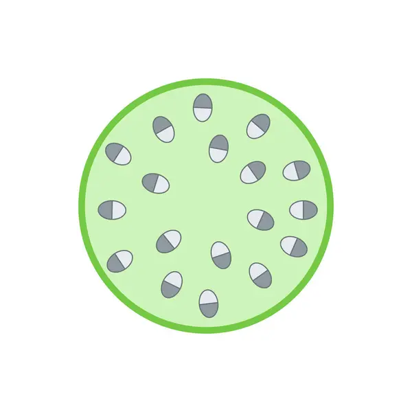 Monocot sapının iç yapısı.