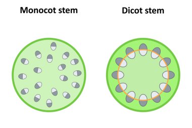 Monocot ve dicot kökleri. Diyagram.