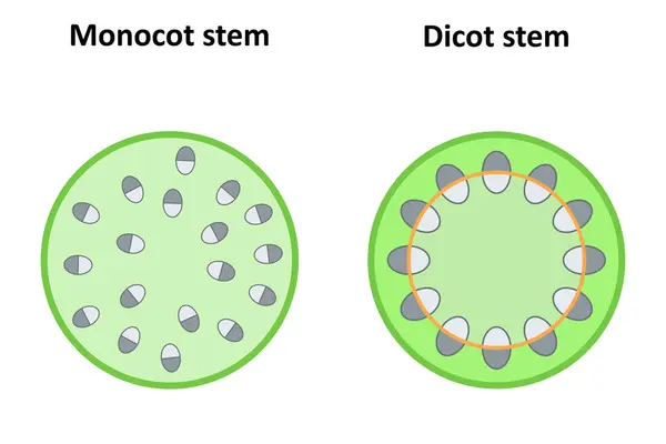 stock vector Monocot and dicot stems. Diagram.