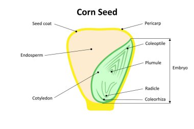 Corn seed (Monocot). Parts of a seed. Diagram. clipart