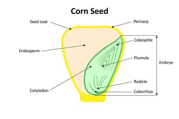 Mısır tohumu (Monocot). Tohumun parçaları. Diyagram.