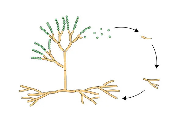 Küf yaşam döngüsü. Küfün yapısı.