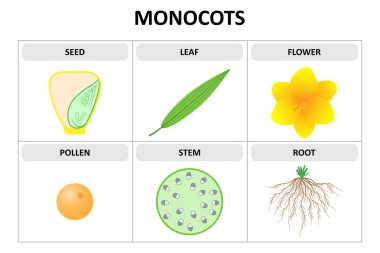 Monokotların özellikleri. Tohum, yaprak, çiçek, polen, kök, kök. Diyagram.