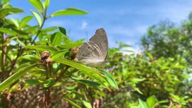 Şirin bir kelebek yaprağın üzerinde duruyor..
