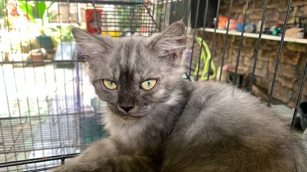 Cute Gray Angora Kitten Sitting Pretty — Stock Photo, Image