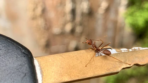 Motosiklet anahtarlarında yürüyen kırmızı karıncaların yakın plan fotoğrafı
