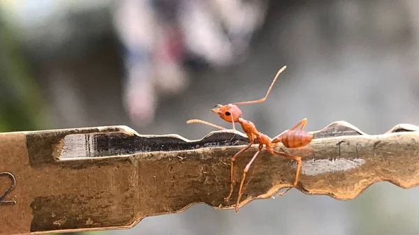 Motosiklet anahtarlarında yürüyen kırmızı karıncaların yakın plan fotoğrafı