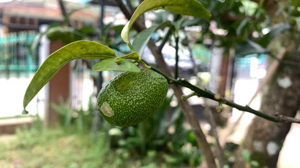 Bahçede Büyüyen Küçük Kaffir Limonlarının Yakın Çekimi — Stok fotoğraf