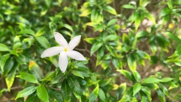 Közelkép Fehér Mondokaki Virágról Vagy Indonéziában Ezt Növényt Wari Virágnak — Stock videók