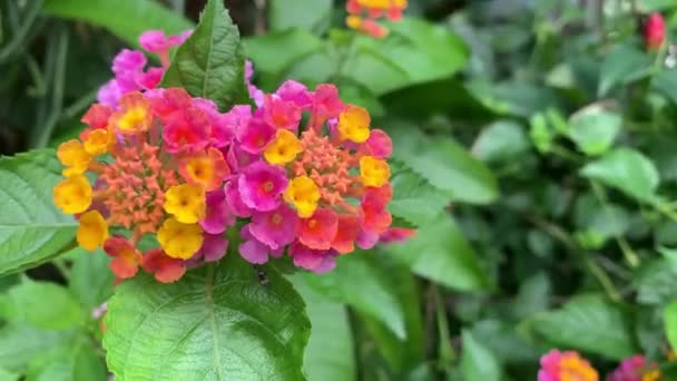 Κοντινό Βίντεο Όμορφο Λουλούδι Lantana Όνομα Στα Ινδονησιακά Λουλούδι Περιττώματα — Αρχείο Βίντεο