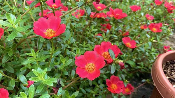 Bahçede kırmızı gül çiçekleri açıyor.