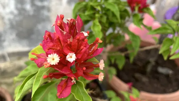 Kapalı fotoğraf Bougainvillea veya kağıt çiçekler popüler süs bitkileridir. Şekil, dik olarak büyümesi zor küçük bir ağaçtır. Güzelliği parlak çiçeklerin kılıfından gelir.