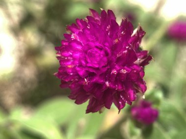 Bahçede mor çiçekler