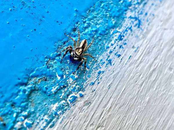 Duvarda mavi beyaz boyalı bir örümcek