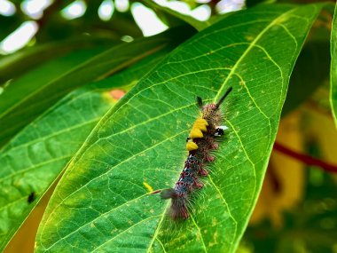 Tussock güvelerinden (dasychira cinsi) uzun kuyruklu bir tırtıl.