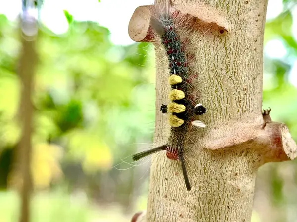 Tatlı patates ağacının gövdesinde bir tırtıl.