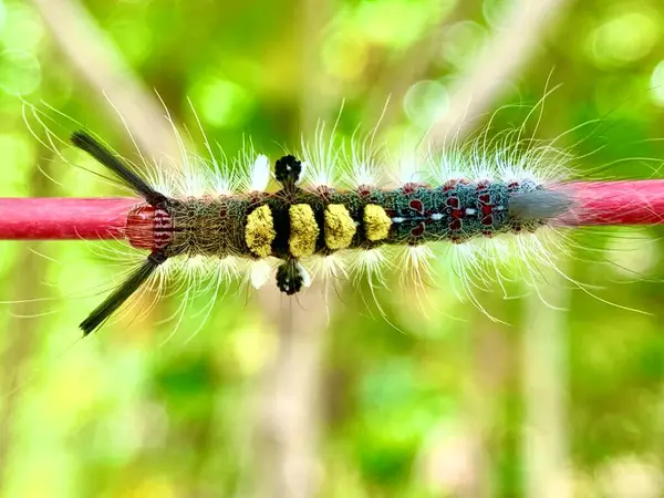 Tatlı patates ağacının gövdesinde bir tırtıl.
