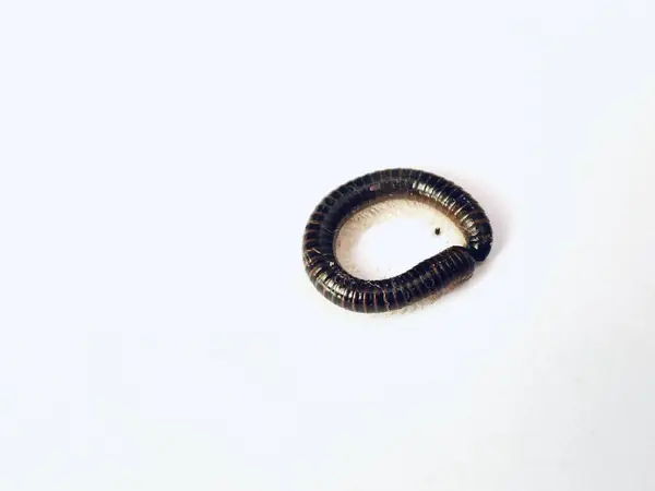 Bir adam telefon görüşmesi yaparken çalışıyor.