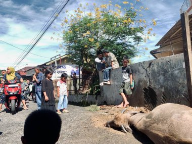 Endonezya - Sibolga, 17 Haziran 2024 Kurban Kurban Bayramı için kurban kesme