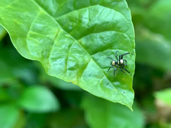 Yaprağın üzerinde küçük bir örümcek