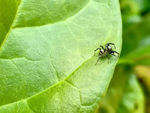 Yaprağın üzerinde küçük bir örümcek