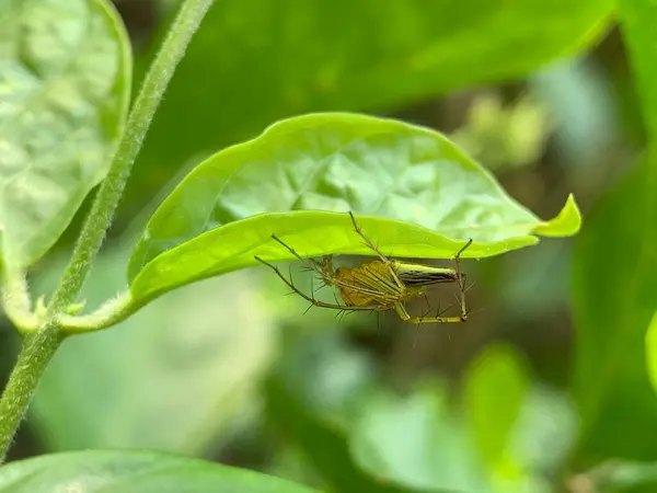 Ormanda yaprağın üzerinde bir böcek