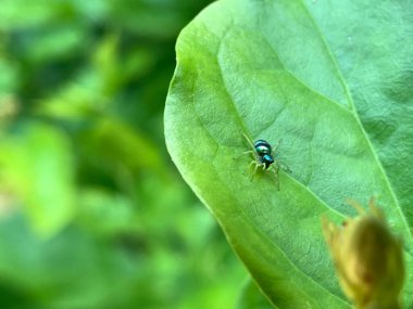 Yaprağın üzerinde küçük bir örümcek