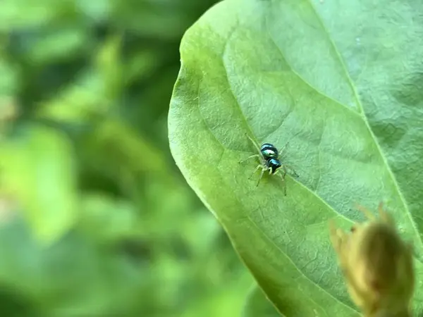 Yaprağın üzerinde küçük bir örümcek