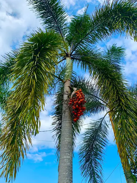 Areka palmiyeleri mavi gökyüzüne karşı kırmızı meyve verir