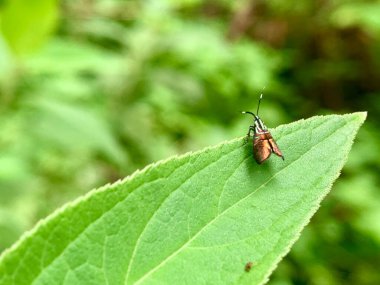 Yaprağın üzerinde oturan küçük bir böcek.