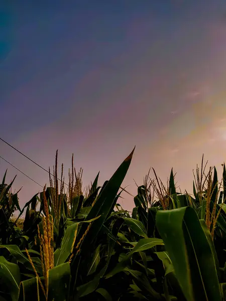 Günbatımı arkaplanlı mısır tarlası