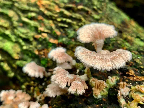 Ağaçta büyüyen bir grup mantar.