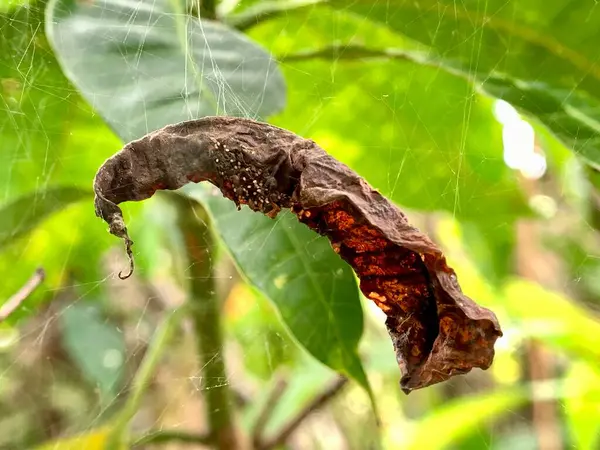 Caesalpinia pulcherrima, Tamarind yeşil yapraklarının doğal bir geçmişi vardır..