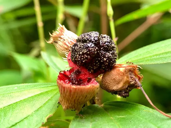 Karamunting meyvesi ormandaki kuşlar için favori yemektir.