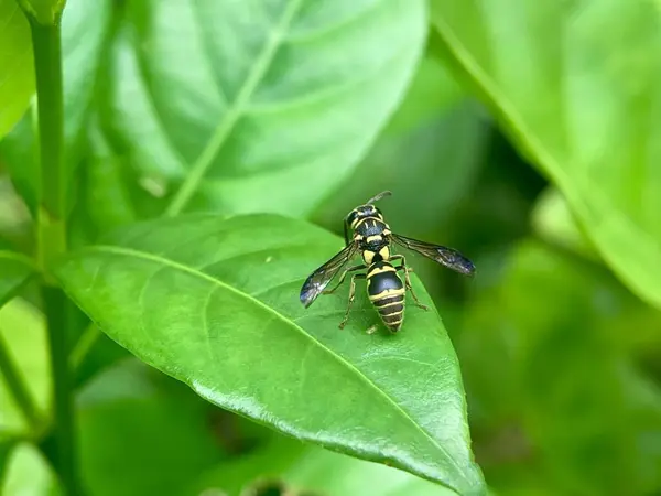 Yaprağın üzerinde küçük bir eşek arısı