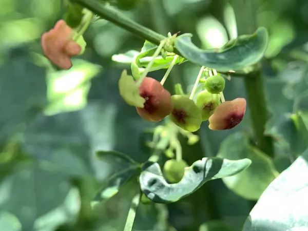 Yeşil yapraklı ve kırmızı çiçekli bir bitki..