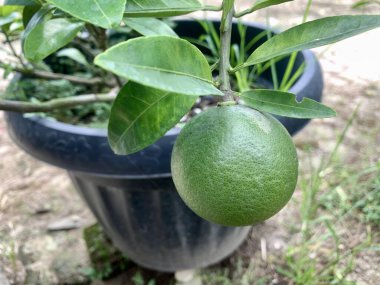 Yeşil yapraklı limon bitkisi ve tencerede meyve..