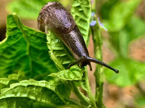 Bir salyangoz bitkinin üzerinde sürünür..