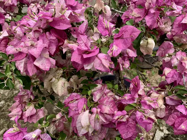 Bahçede çeşitli renklerde kağıt çiçekler.