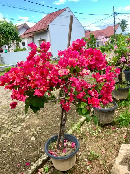 Evin önünde kırmızı kağıt çiçekli saksı bitkileri var..