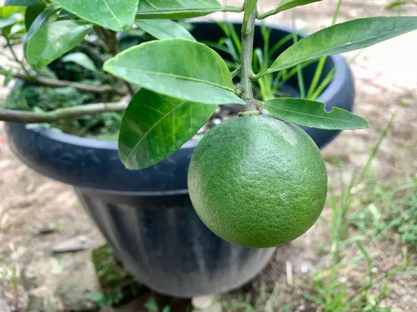 Yeşil yapraklı limon bitkisi ve tencerede meyve..