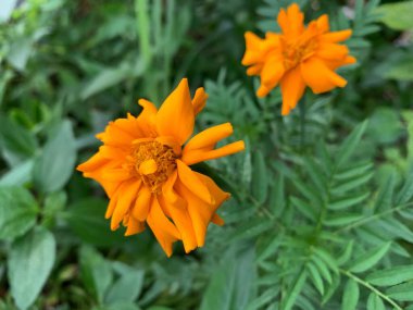 Yellow marigolds are blooming in the garden. clipart