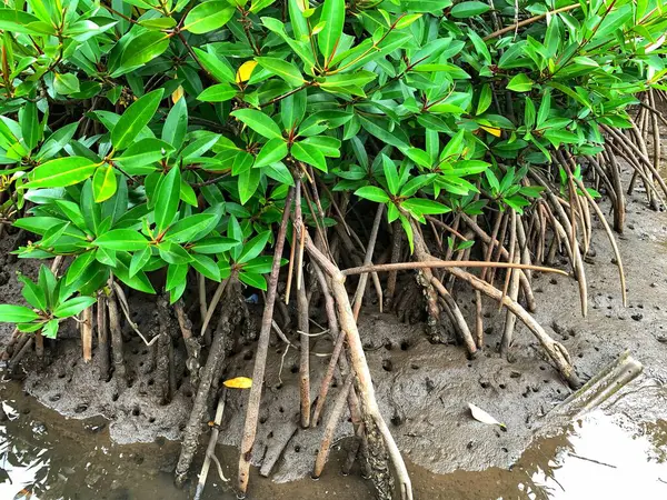 Çamurda yetişen mangrov kökleri