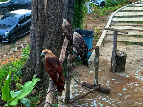 Tahta bir direkte oturan üç kartal.