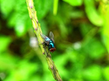 Yeşil yapraklı bir bitkinin üzerine bir sinek kondu.