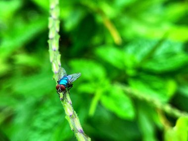 Yeşil yapraklı bir bitkinin üzerine bir sinek kondu.
