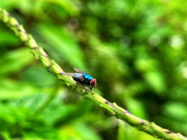 Yeşil yapraklı bir bitkinin üzerine bir sinek kondu.