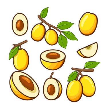 Farklı açılardan gösterilen Ximenias eğitici materyaller ve sunumlar için idealdir..