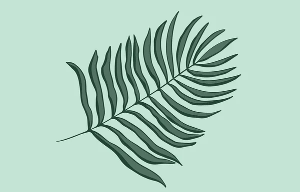 热带叶子棕榈树叶矢量图解 涂鸦的风格 用绿色勾画出的示意图 用于设计 纺织品 — 图库矢量图片